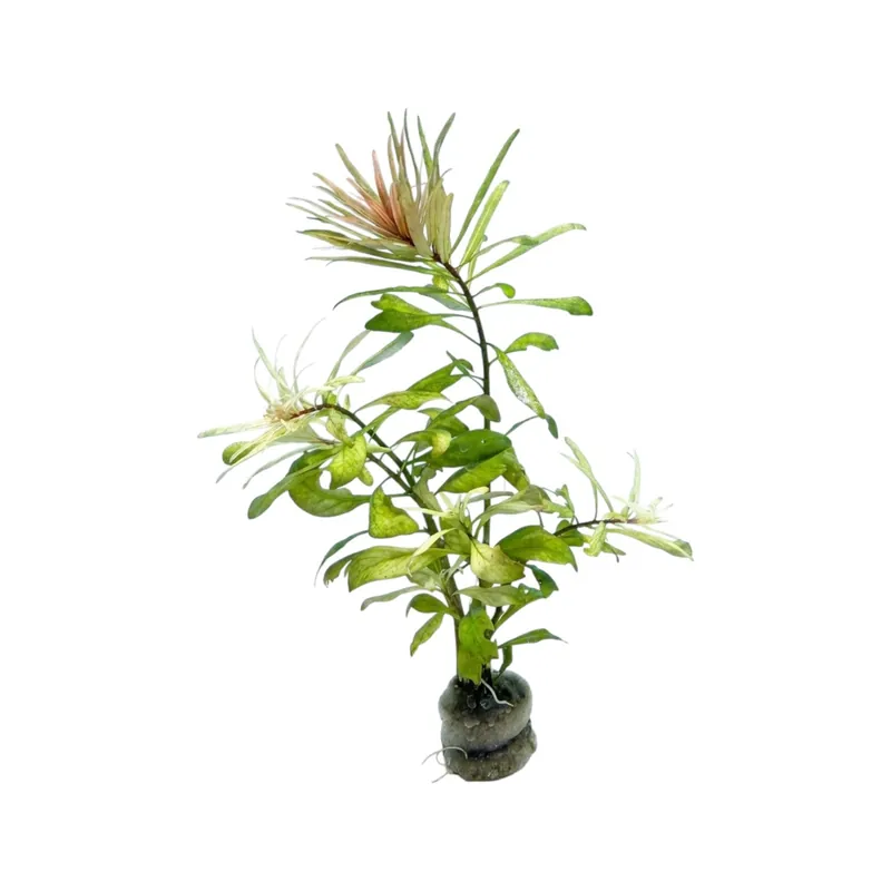 Ludwigia Cuba - WaterScape