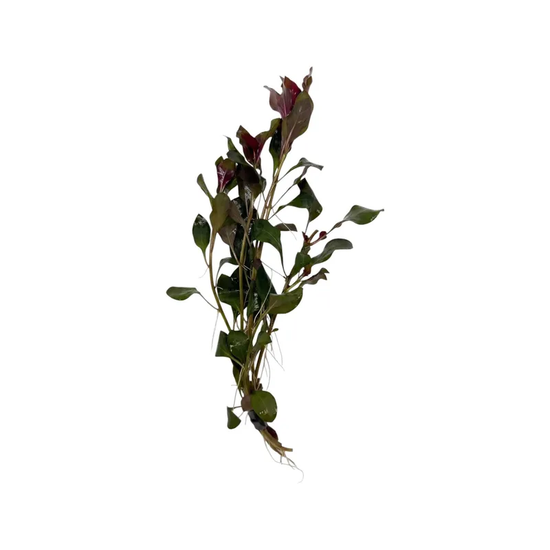 Ludwigia Dark Red - WaterScape