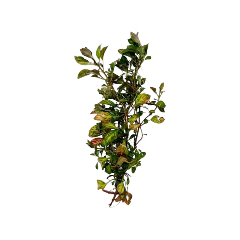 Ludwigia Ovalis - WaterScape