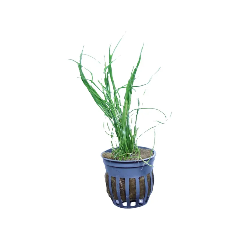 Micro Sword Narrowleaf - WaterScape