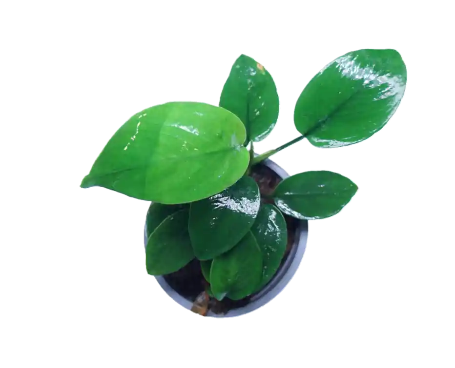 Anubias Barteri Nana - WaterScape