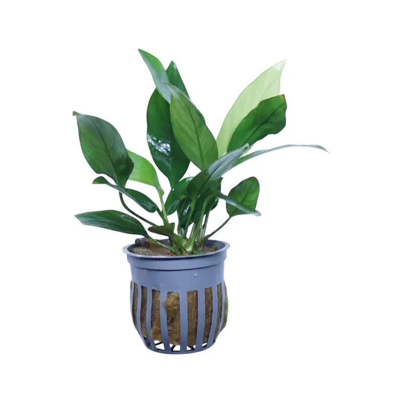 Anubias Nancon - WaterScape