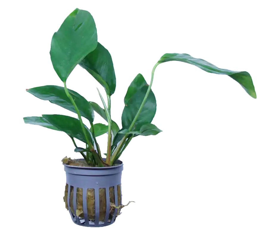 Anubias Nangi - WaterScape