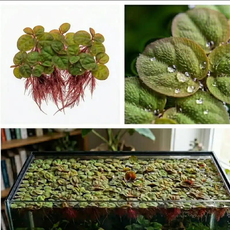 Red Root Floaters - Aquascaping Unlimited