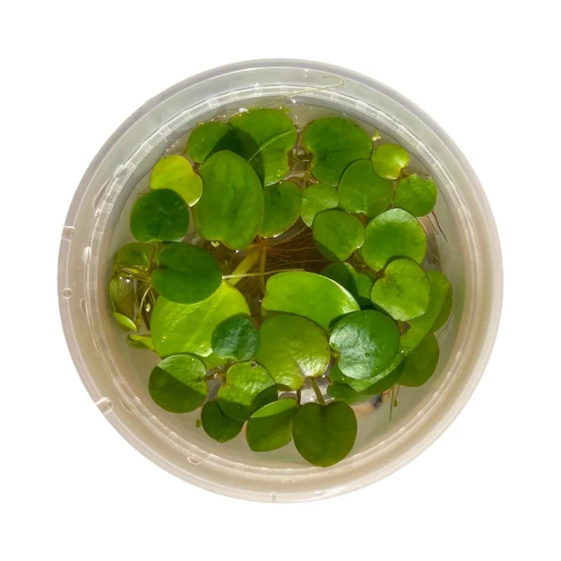 Amazon Frogbit - Aquascaping Unlimited