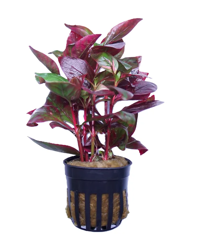 Alternanthera reineckii red broad leaf - Cuboid Nature Aquarium