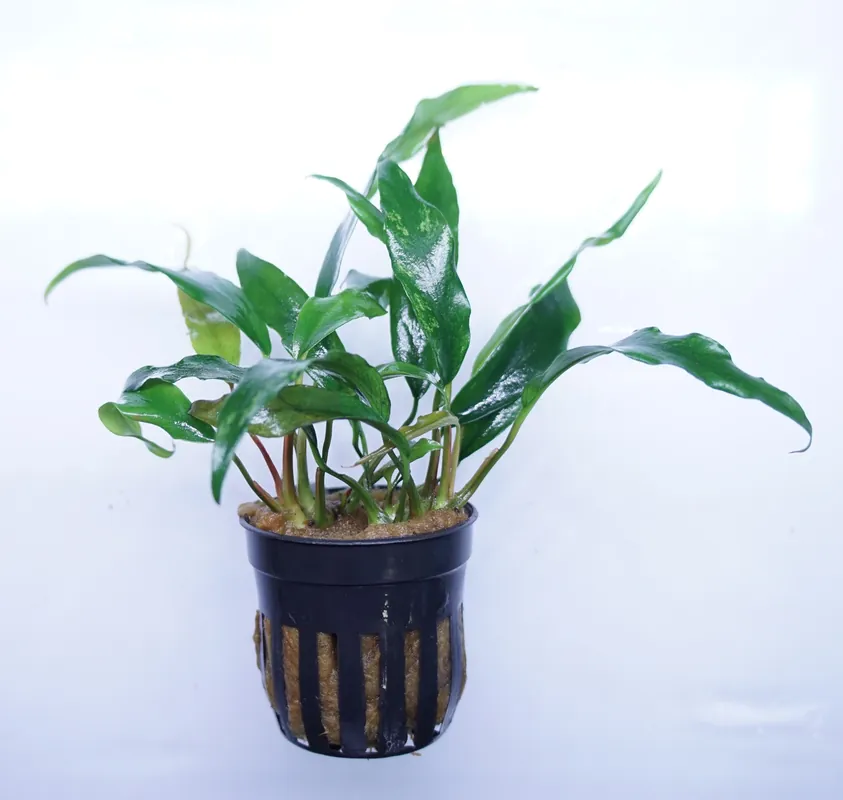 Anubias Barteri Glabra Minima - Cuboid Nature Aquarium