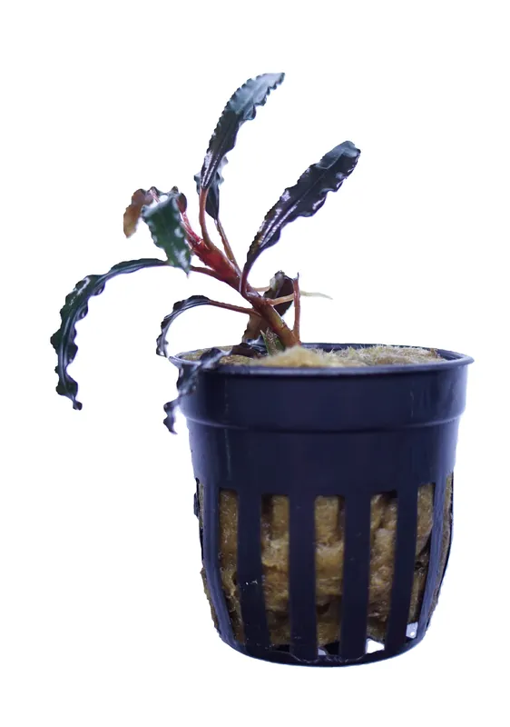 Bucephalandra Godzilla (kedagang red) - WaterScape