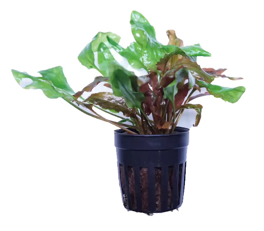 Cryptocoryne willisii - Cuboid Nature Aquarium