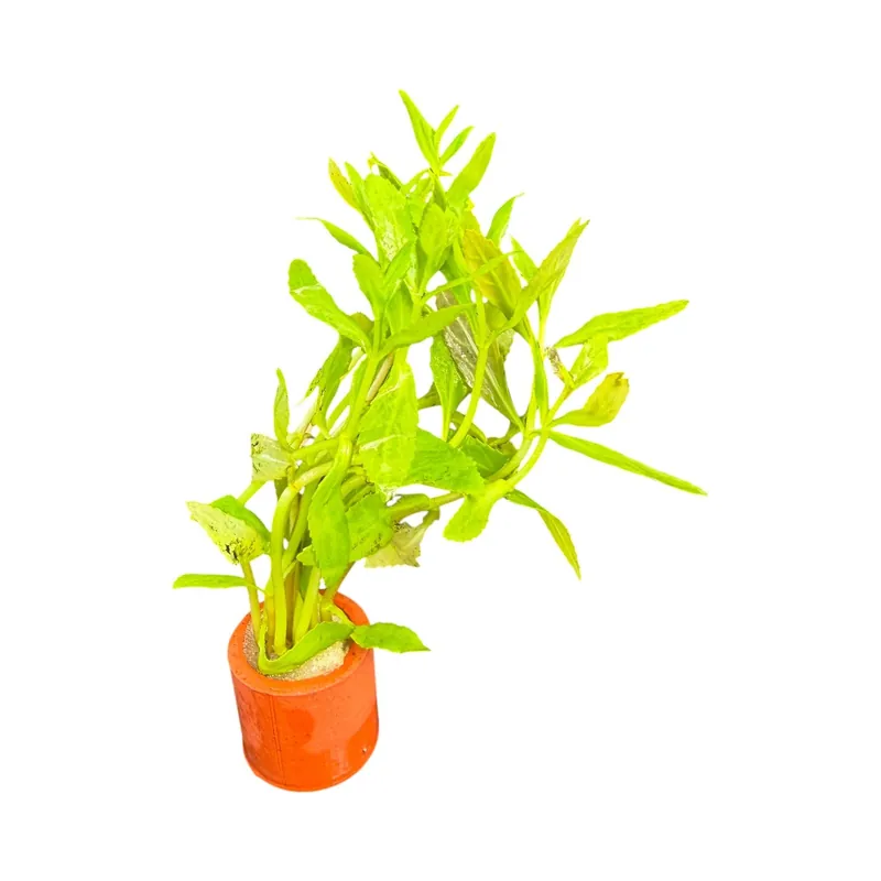 Limnophila Aromatica red (belem) - Cuboid Nature Aquarium