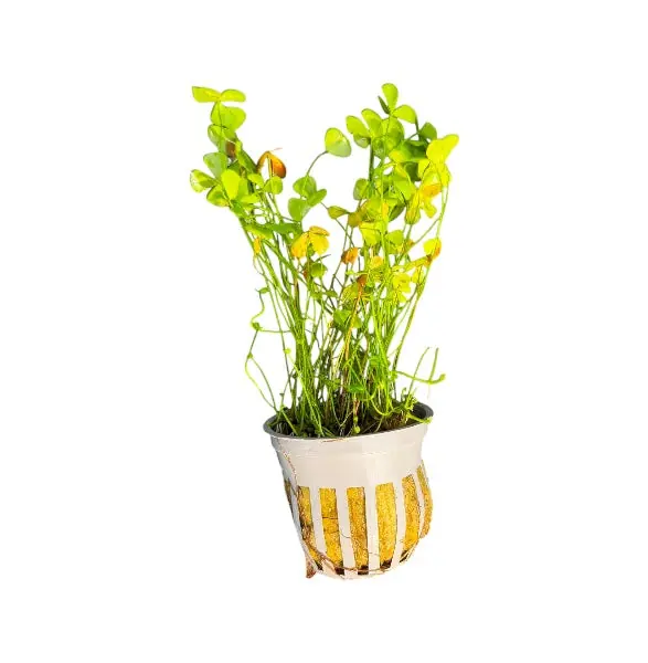 Dwarf Four Leaf Clover - WaterScape