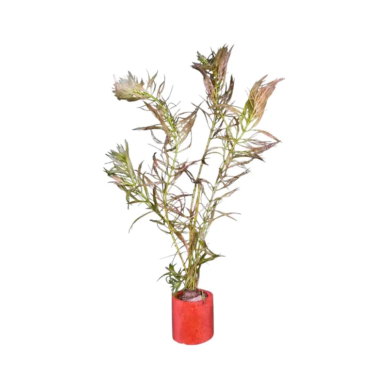 Myriophyllum elatinoides - Cuboid Nature Aquarium