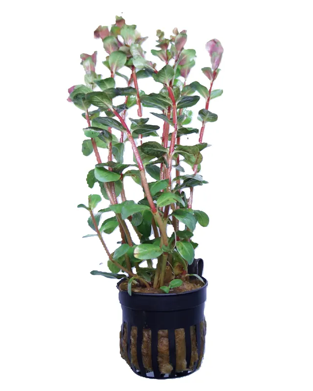 Rotala rotundifolia reddish (Vietnam) - WaterScape