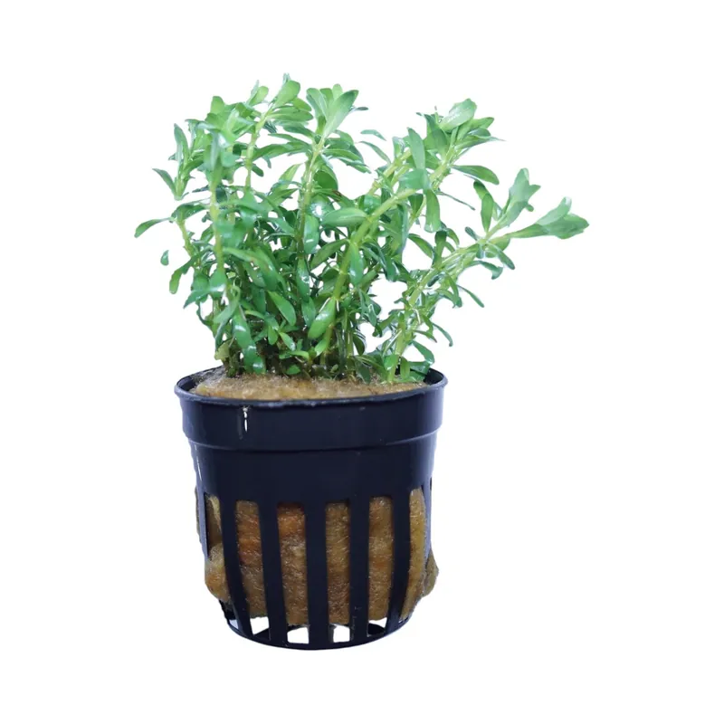 Rotala nanjenshan - Cuboid Nature Aquarium