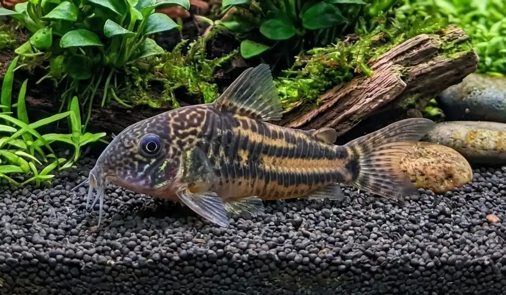 Barbatus Corydoras - Cuboid Nature Aquarium