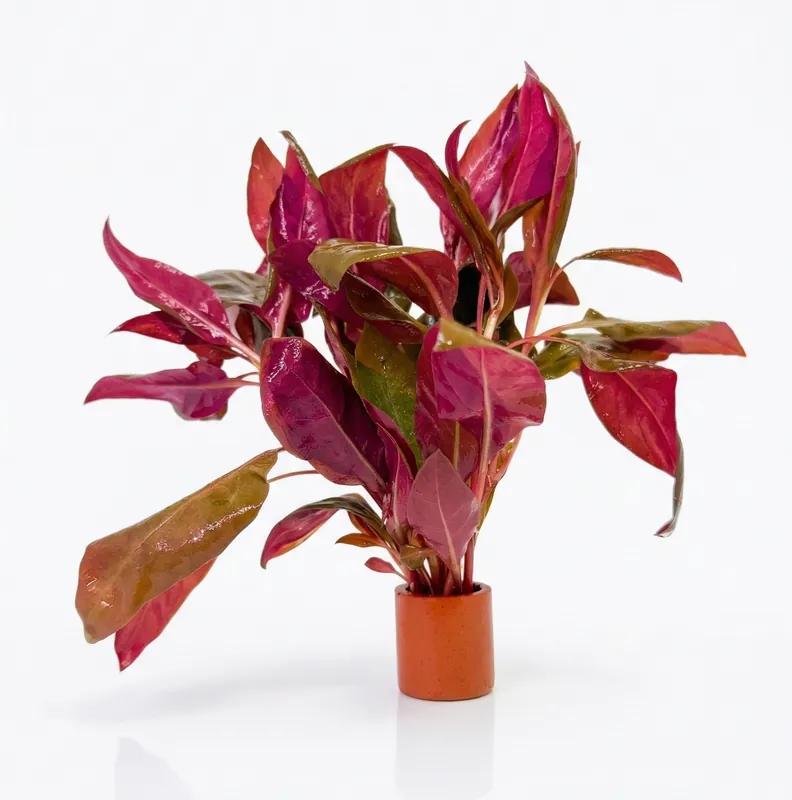 Alternanthera reineckii Roseafolia - WaterScape