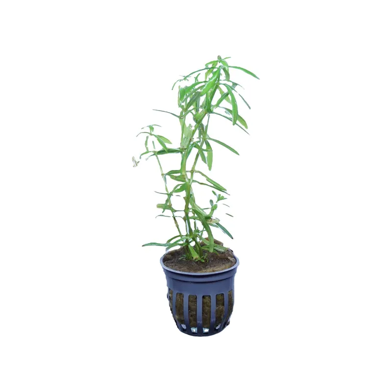 Pogostemon Stellatus Narrowleaf - WaterScape