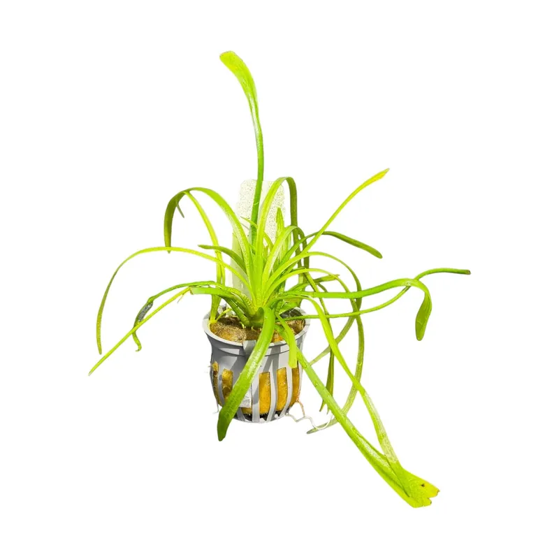 Dwarf Sagittaria Narrowleaf - WaterScape