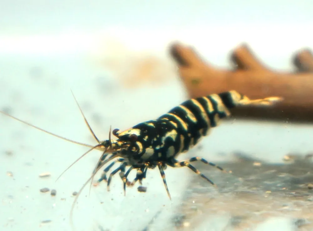 Black Galaxy Caridina Shrimp - Cuboid Nature Aquarium