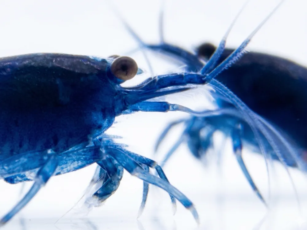 Ocean Blue Neocaridina Shrimp - Cuboid Nature Aquarium