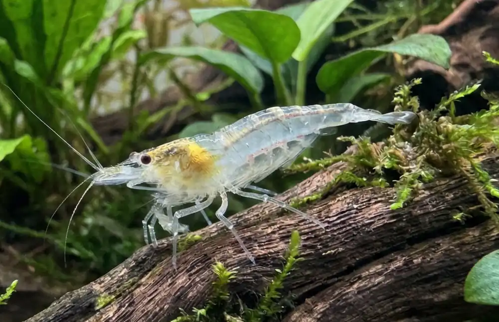 Snowball Neocaridina Shrimp - Cuboid Nature Aquarium