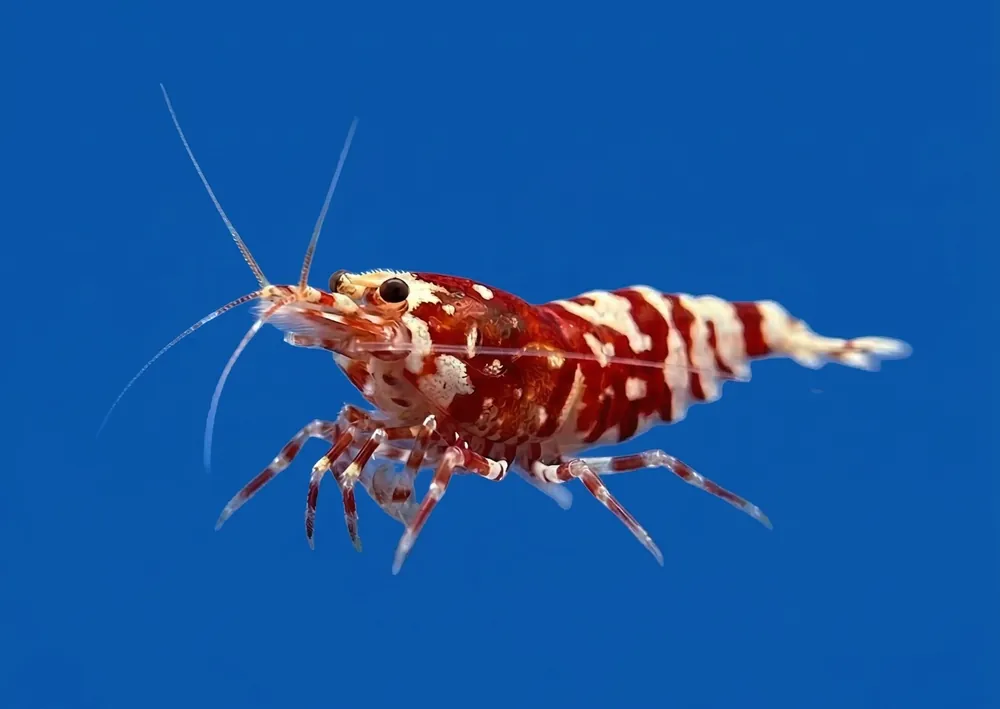 Fancy Red Tiger Caridina Shrimp - Cuboid Nature Aquarium