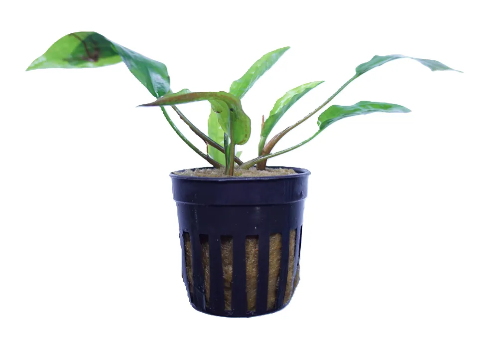Cryptocoryne Usteriana Green - Cuboid Nature Aquarium