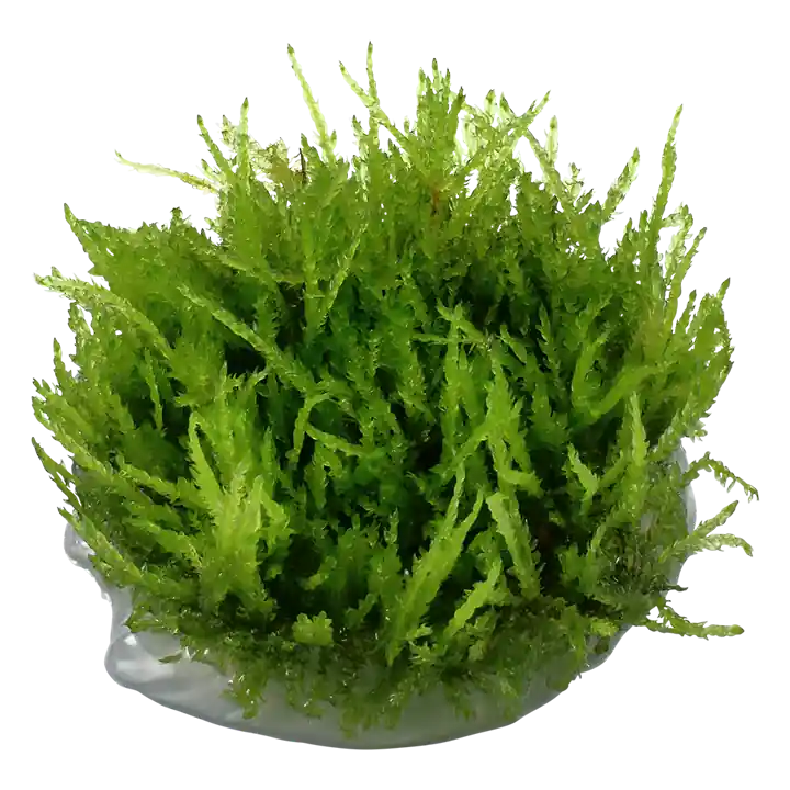 Weeping Moss - Cuboid Nature Aquarium