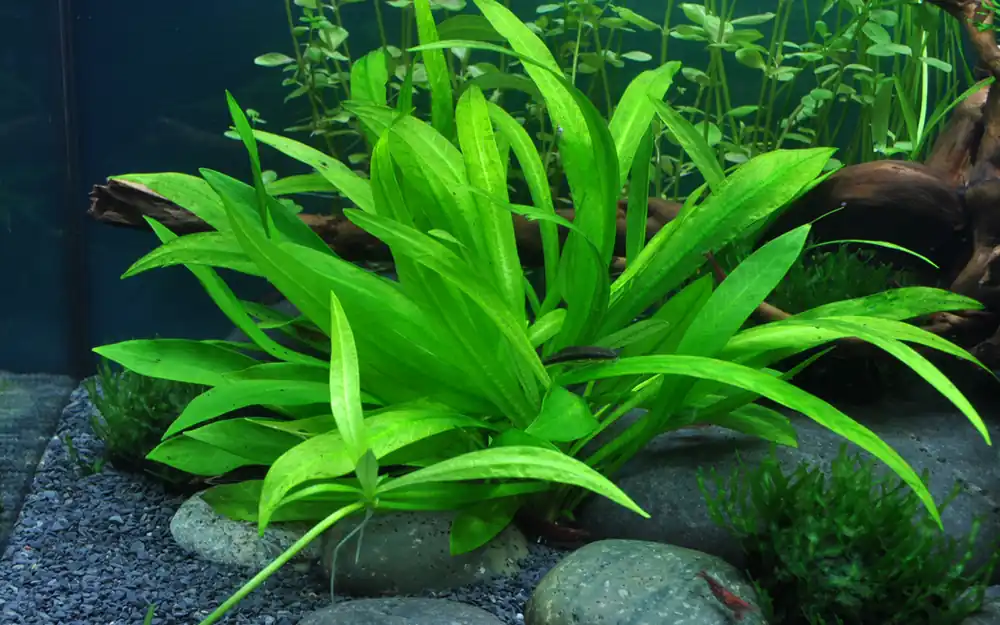 Broad Leaf Chain Sword - Cuboid Nature Aquarium