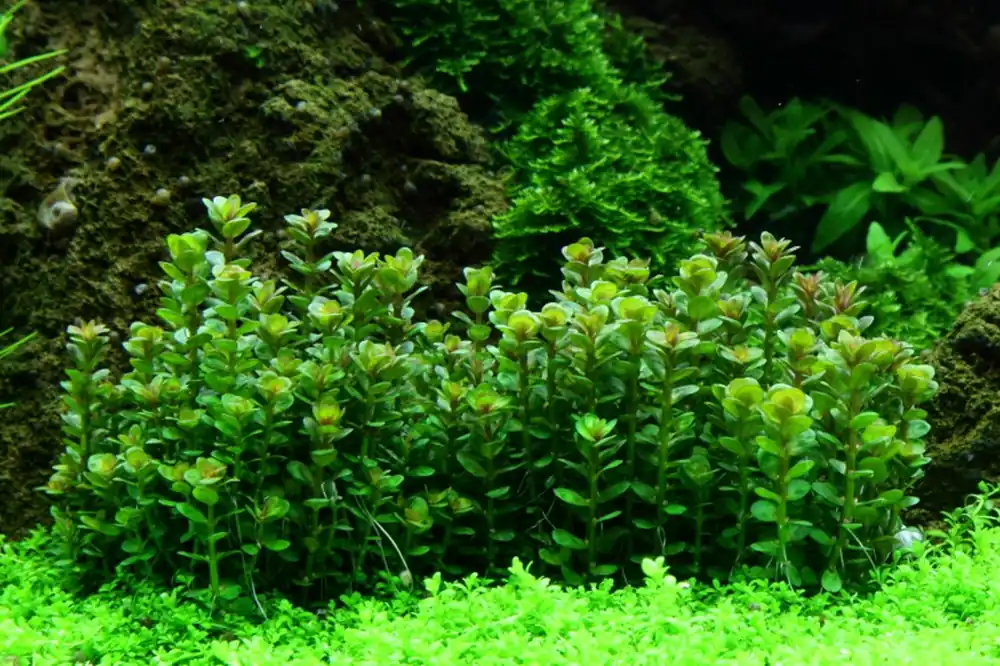 Rotala Indica Bonsai - Cuboid Nature Aquarium