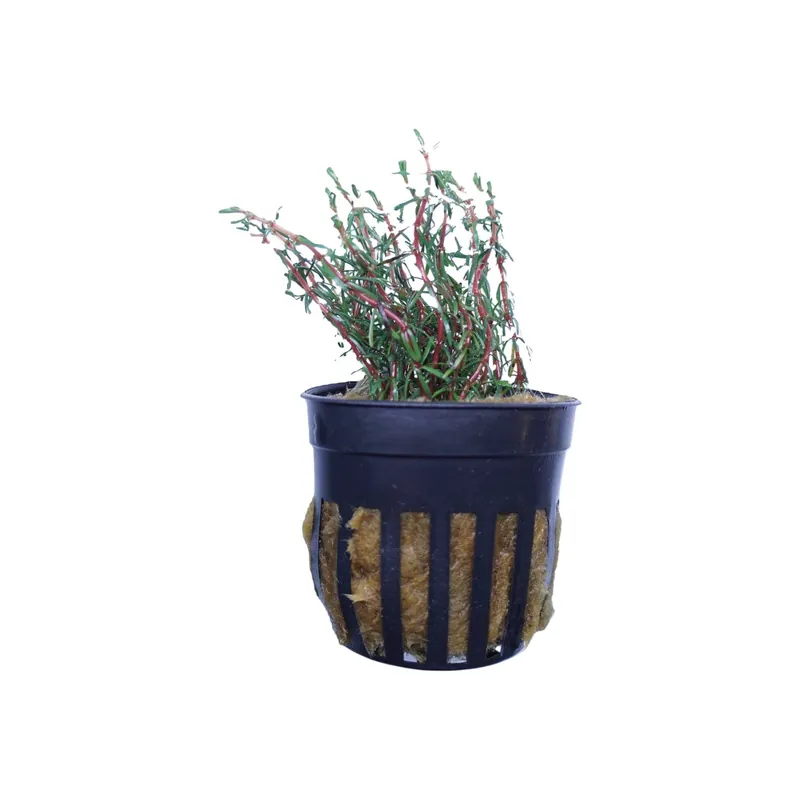 Rotala Wallichii - Cuboid Nature Aquarium