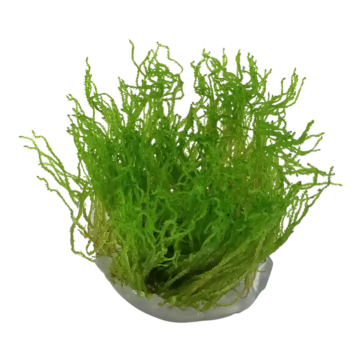 Flame Moss - Cuboid Nature Aquarium