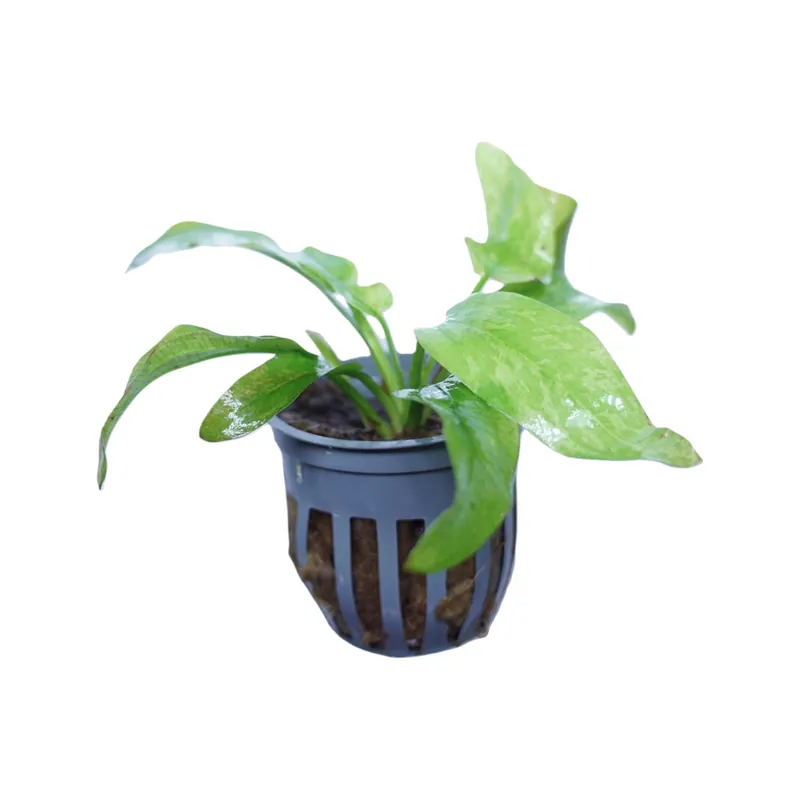 Marble Queen Radican Sword - Cuboid Nature Aquarium