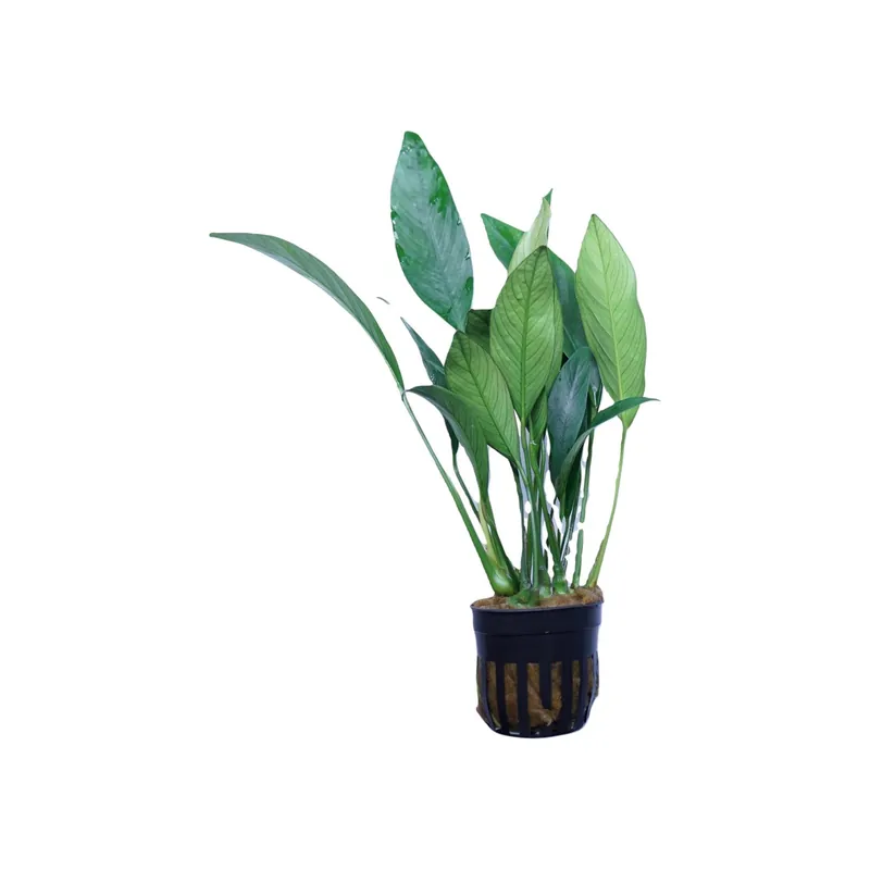 Anubias Congensis - WaterScape