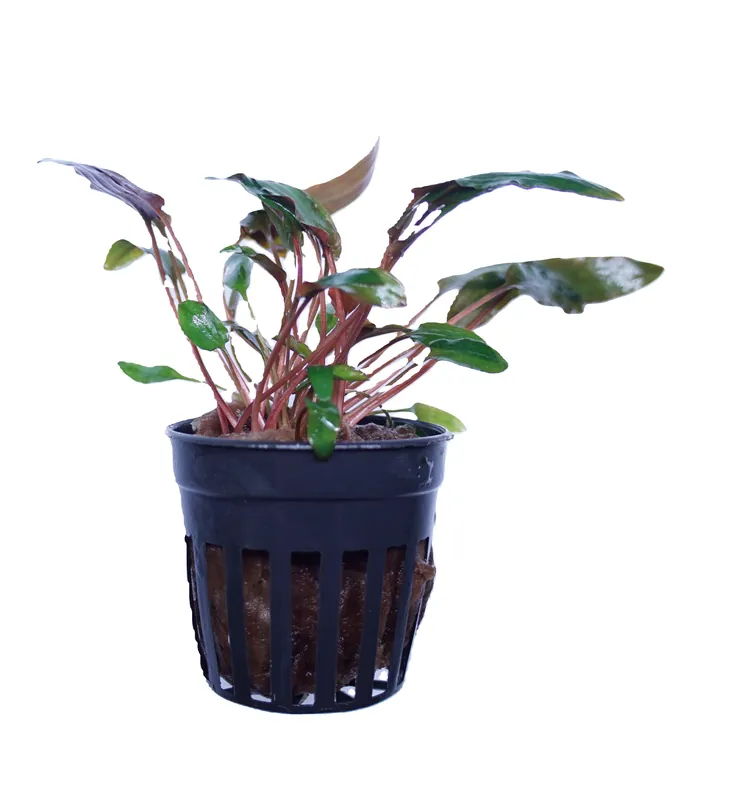 Cryptocoryne wendtii mioya - Cuboid Nature Aquarium