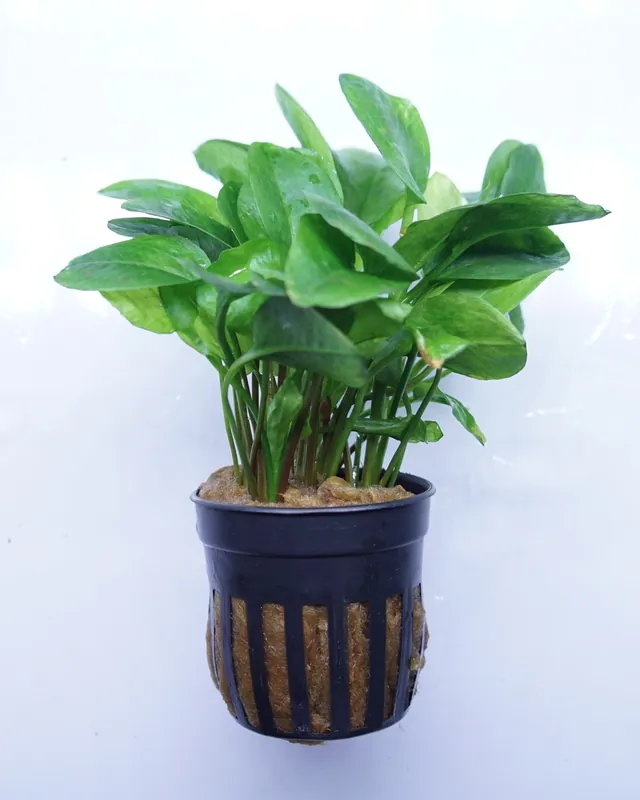 Ranalisma rostratum - Cuboid Nature Aquarium