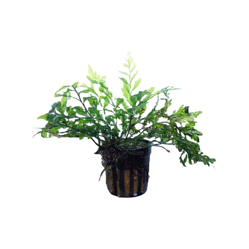 Bolbitis - Cuboid Nature Aquarium