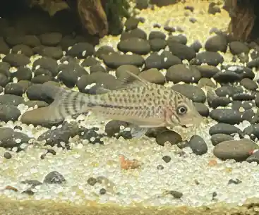 Peru Leopardus Corydoras C102 - Cuboid Nature Aquarium