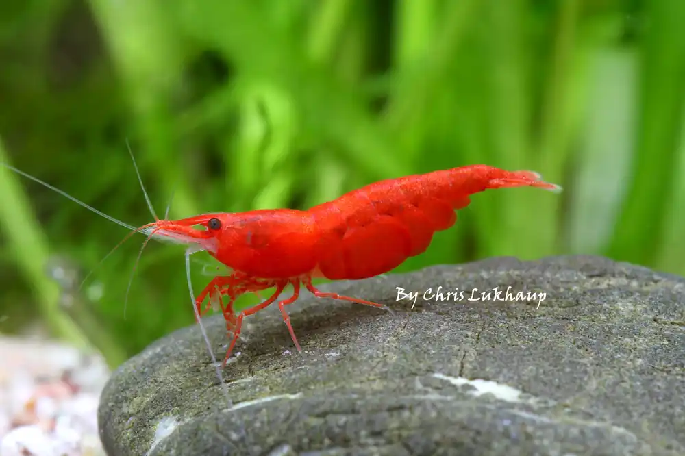 Fire Red Neocaridina Shrimp - Cuboid Nature Aquarium