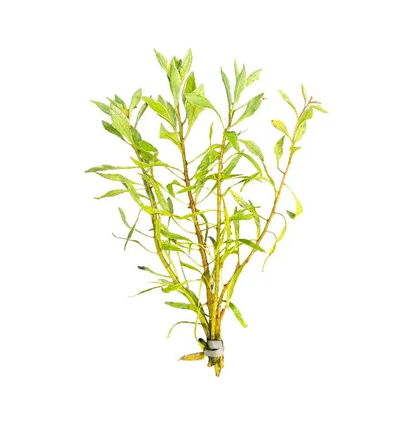 Ludwigia Inclinata White - Cuboid Nature Aquarium