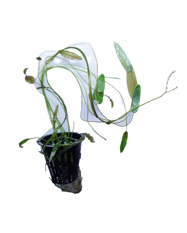 Aponogeton Natans - WaterScape