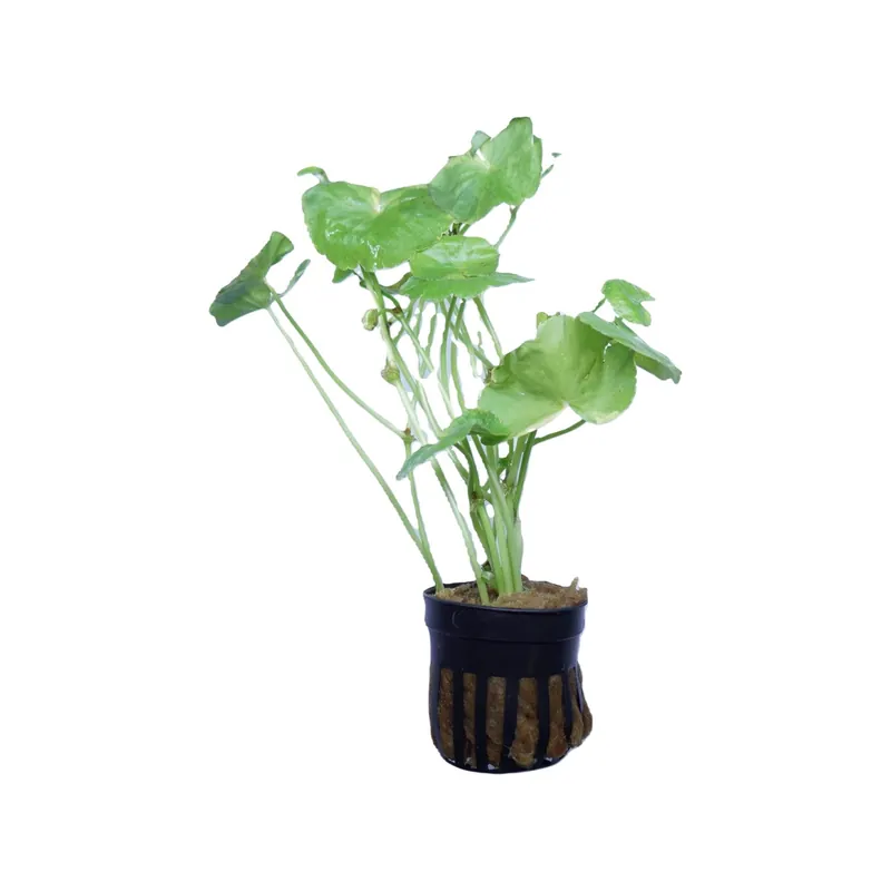Variegated Brazilian Pennywort - Cuboid Nature Aquarium