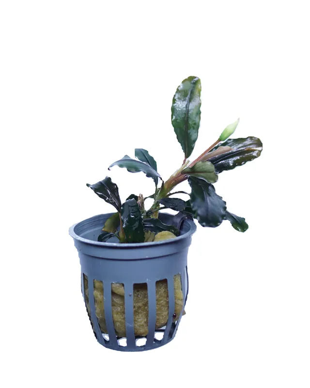 Bucephalandra Rainbow Marble - Cuboid Nature Aquarium
