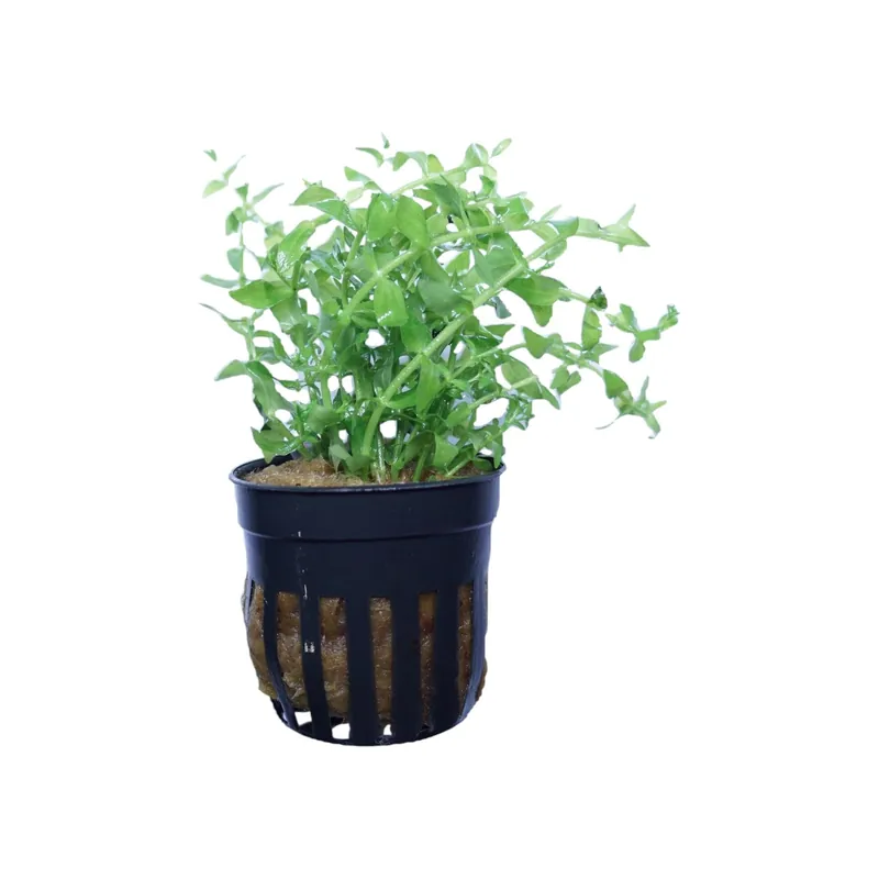 Gratiola viscidula - Cuboid Nature Aquarium
