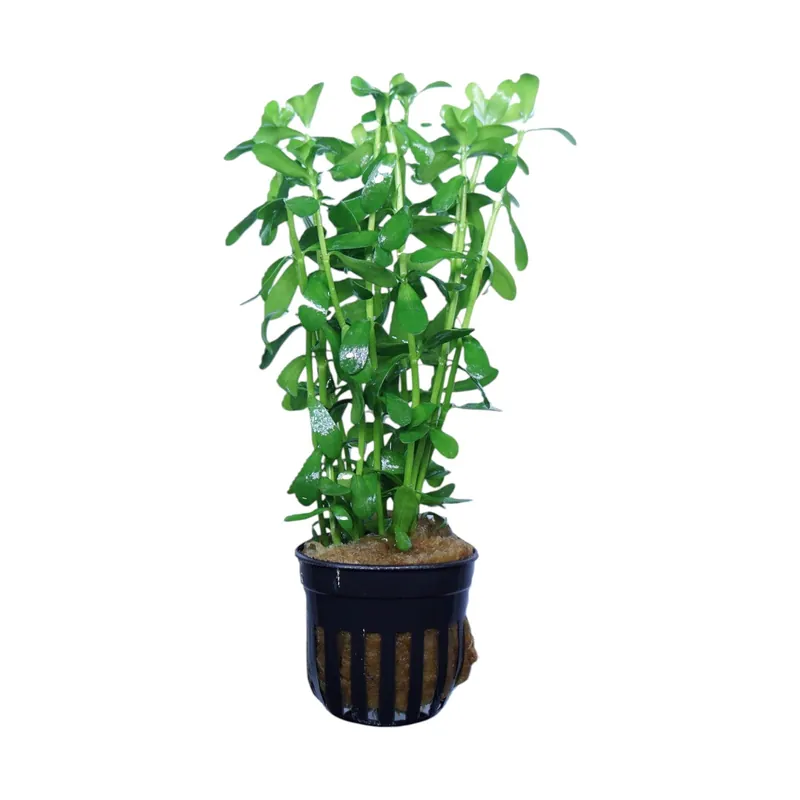 Hedyotis salzmannii - Cuboid Nature Aquarium