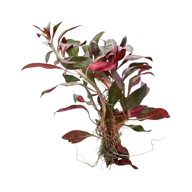 Ludwigia Peruensis - Cuboid Nature Aquarium