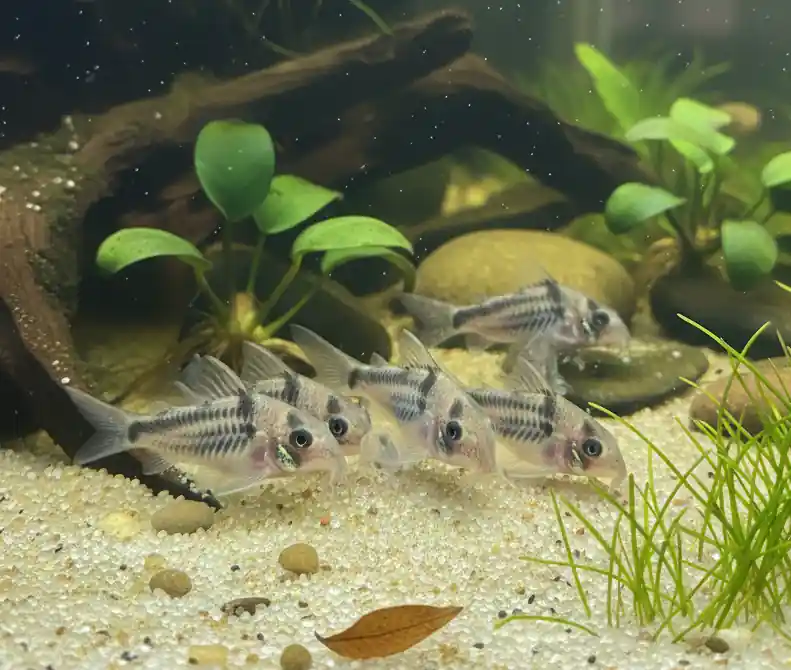 Corydoras loxozonus - Cuboid Nature Aquarium