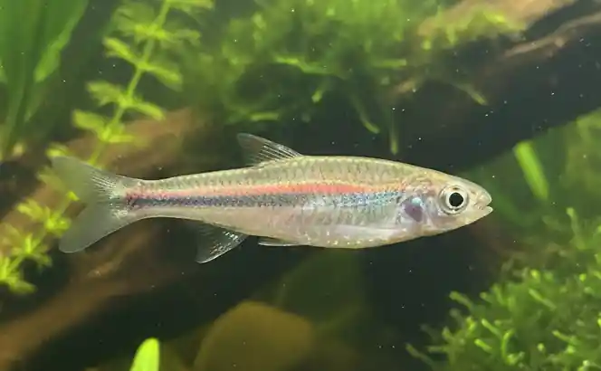 Rainbow Shiner - Cuboid Nature Aquarium