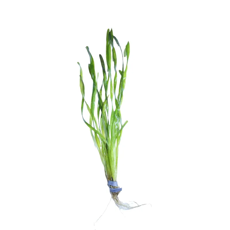 Vallisneria Contortion - WaterScape