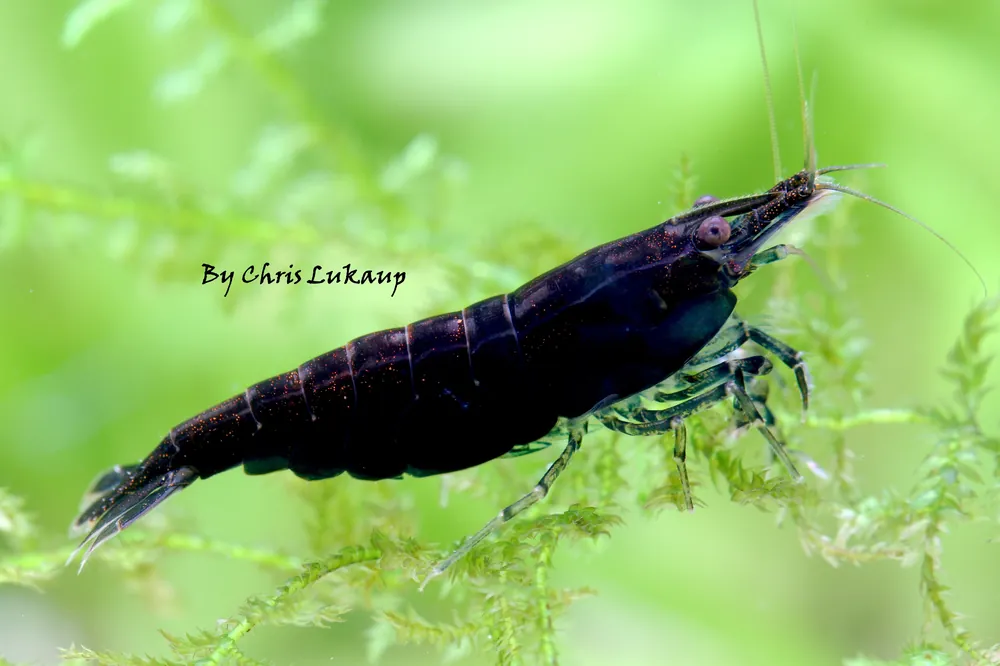 Black Painted Neocaridina Shrimp - Cuboid Nature Aquarium